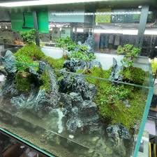 Aquascaper Jakarta Aquascaperjkt Instagram Photos And Videos Instagram Instagram Photo Photo