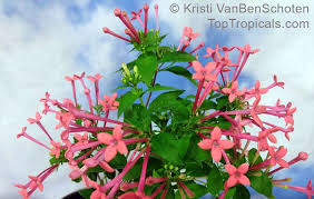 Image result for Bouffordia