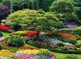 15 awesome taman bunga krokot taman : Bunga Untuk Hamparan Bunga Kota Tanaman Untuk Hamparan Bunga Klasifikasi Dan Contoh