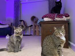 Overstock.com has been visited by 1m+ users in the past month Weekend Open Thread September 5 6 2020 Ask A Manager