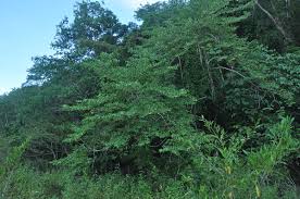 Image result for Alangium chinense