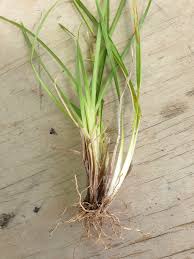 Image result for Axonopus flexuosus