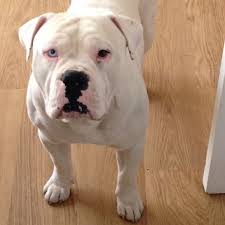 The victorian bulldog is a modern breed developed by crossbreeding the bulldog and the olde english bulldogge. Victorian Bulldog Puppies Fantastic Temperaments Trowbridge Wiltshire Pets4homes