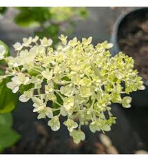 Image result for Motandra paniculata