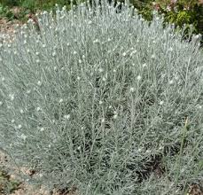 Image result for Helichrysum graniticola