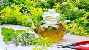 Epingle Sur Plantes Et Jardinage