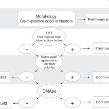 Flowchart For Identifying Gram Positive Cocci In Clusters