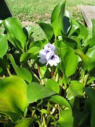 Eichhornia azurea