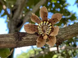 Image result for Bellucia