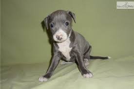 Gorgeous Female Italian Greyhound Puppy Akc Italian Greyhound Puppies Italian Greyhound Italian Greyhound For Sale