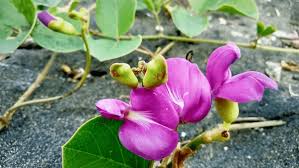 Image result for Canavalia