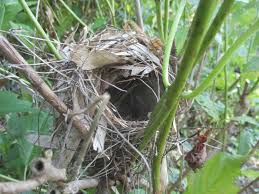 ウグイス 巣