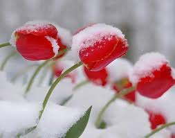 Tulips In Snow And God S Grace Winter Flowers Tulips Flowers