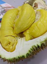 Ginger farmers holding up placards protesting the decision not to renew their land permits at kampung bukit tinggi near bentong recently. Bentong Durian Farm Home Facebook