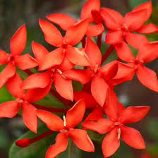 Image result for Ixora nana