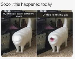 #caturday #cats #cat #funny cats #funny cat #funny animals #funny videos #funny #beautiful #so pinned post#caturday #cats #funny cat #cute cats #black cat #she lowkey looks like a meme #just. Get In The Caturday Mewd With These 30 Fresh Cat Memes Trending