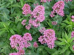Centranthus Ruber Valerian Kiss Me Quick Cottage Garden Plants Flower Seeds Country Gardening