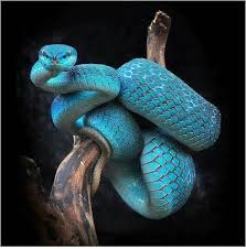 Pin By Ginger Hill On Sobek N Co Nature Animals Cute Reptiles Pet Snake
