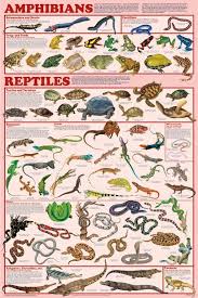 Examples Of Amphibians Animals Reptiles And Amphibians Amphibians Reptiles