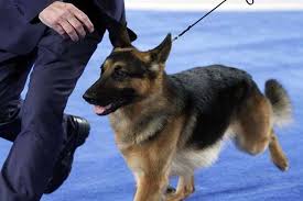 Also making it to the final round of seven for best in show consideration were: Westminster Winner Rumor Has Litter Of Eight Puppies