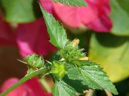 Image result for Malvastrum coromandelianum