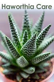 Not very rustic, these plants will be rather. Haworthia Zebra Cactus Super Succulent