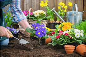 Epingle Sur Jardinage