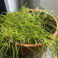 Image result for Rhipsalis