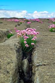 Maybe you would like to learn more about one of these? 170 Natures Gardens Ideas Nature Wild Flowers Nature Garden