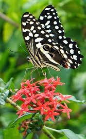 Image result for Pentas bussei