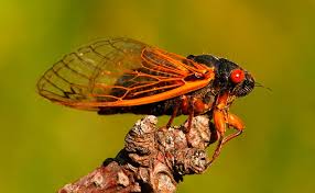 The uncovering cicada wiki is the main information hub pertaining to the mystery of cicada 3301. It S Cicada Season Another Year Another Invasion Of Truly Ugly Bugs
