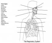 Kids are not exactly the same on the. Respiratory System Worksheet Coloring Pages Printable