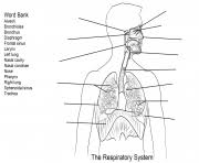 Using the red alt i like your colors page, you can find all color codes used by any web page on. Anatomy Coloring Pages Printable