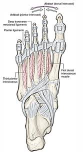 They are usually but little developed, and, being situated in masses, it is difficult to isolate and describe distinctly the precise action of 19. Easy Notes On Muscles Of The Foot Learn In Just 4 Minutes Earth S Lab