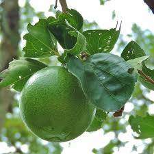 Image result for Strychnos innocua