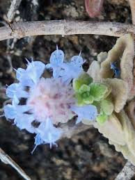 Image result for Coleus hadiensis