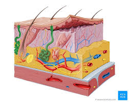 Sweat glands are a type of exocrine glands (secrete substance on the tissues which line the surface of organs by a way of duct). Sweat Glands Structure And Function Kenhub