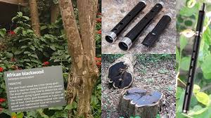 Image result for Dalbergia melanoxylon