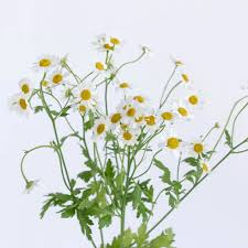 Image result for Feverfew