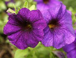 The yellowish green petals are usually accented with dark purple veins, which likely help bees find the flowers' nectar. Best Plants To Attract Hummingbirds Simplemost