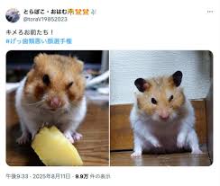 ニフティニュース - News update