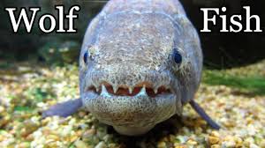 Wolf Fish Eats Mouse Aquarium Fish Tank In 2020 Aquarium Fish Tank Aquarium Fish Fish Pet