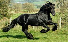 Black Mustang Horse Wallpaper Horses Mustang Horse Horse Wallpaper