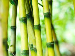 Bamboo (countable and uncountable, plural bamboos). Bamboo Planting Growing And Buying Bamboo Plants Bbc Gardeners World Magazine
