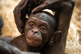 Zoo planckendael heeft vrijdag expeditie bonobo geopend. Zoo Planckendael Asks Public To Choose Name For Bonobo Baby
