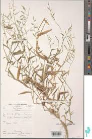 Image result for Urochloa villosa
