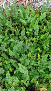 Image result for Cheilanthes