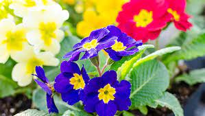 Order flowers online with same day delivery from beadle floral & nursery. April Showers Bring May Flowers Beadles Floral Aberdeen Magazine