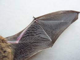 The strong, flapping flight of bats offers great possibilities for the design of small aircraft, among other applications. Bat Flight Wikipedia