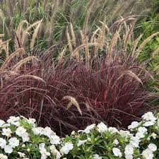 Check spelling or type a new query. Pennisetum Graceful Grasses Fireworks Buy Fountain Grass Annuals Online